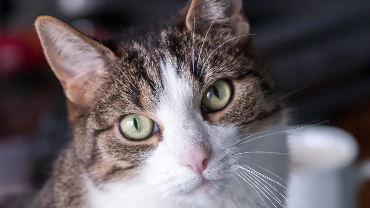 Nasal Mass in Cats: Causes, Testing, and What Comes Next