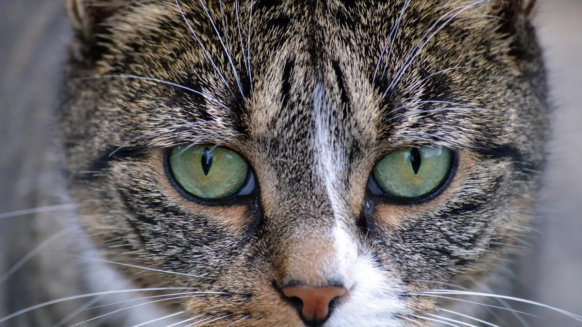 Nasal Tumors in Cats: Treatment Options Explained