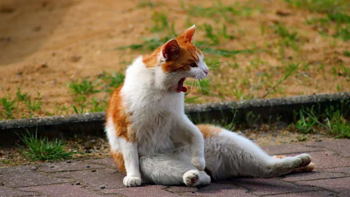 Neck Pain in Cats: Causes, Signs, and When to See a Vet