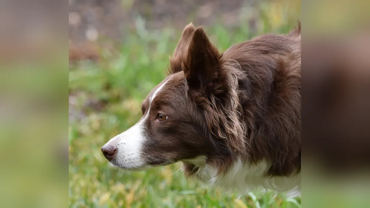 Neck Pain in Dogs: How to Treat It and When to See a Vet