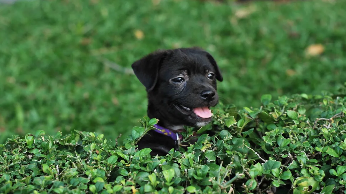 Is Needlepoint Holly Toxic to Dogs? Berry and Leaf Risk