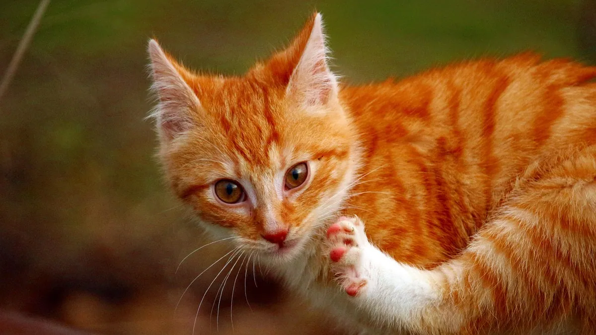 Neomycin for Cat Scratches: Safe Use and Alternatives