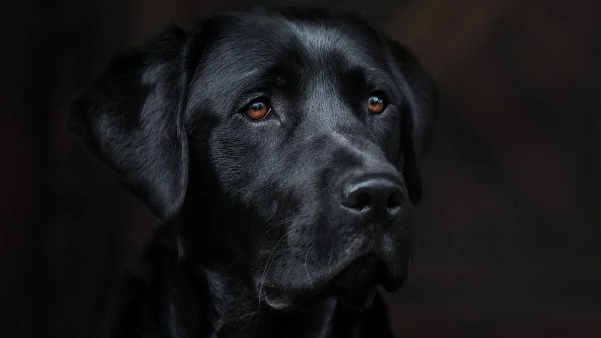 Neomycin for Dogs: Weight-Based Dosage and Duration