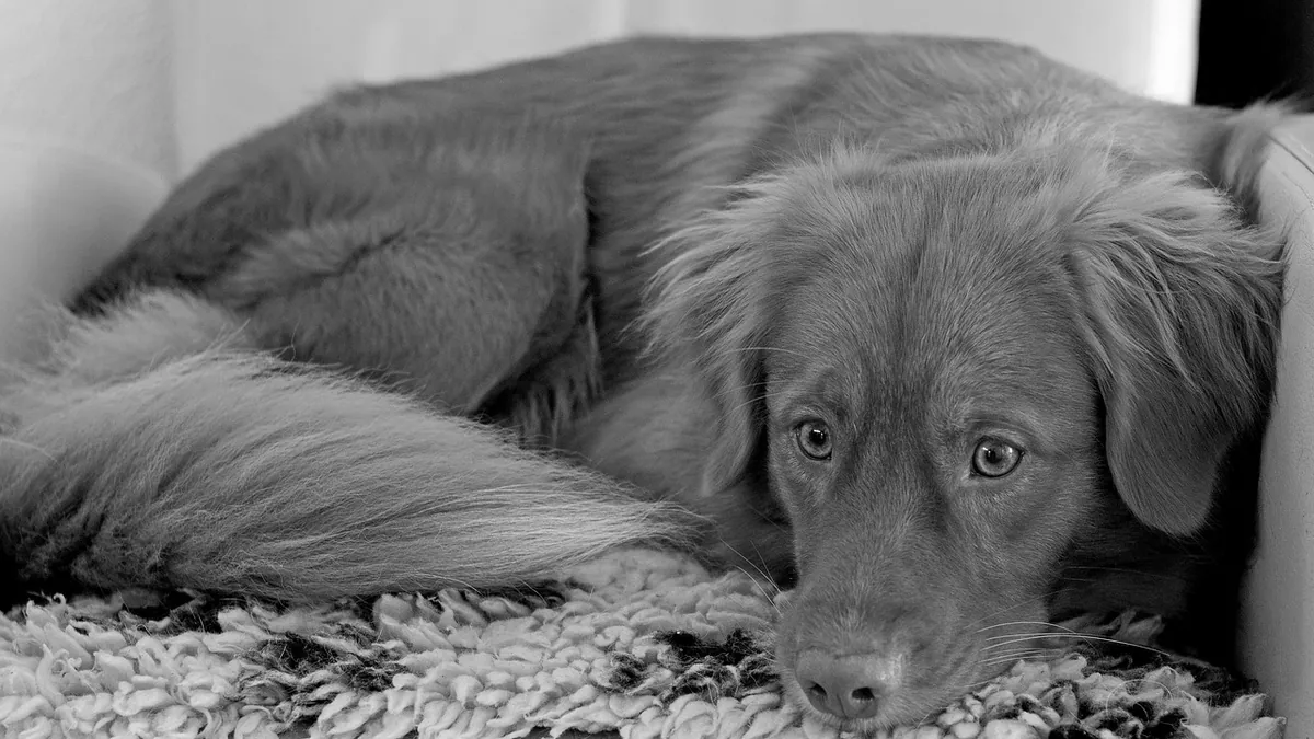 Neomycin Side Effects and Dosage in Dogs