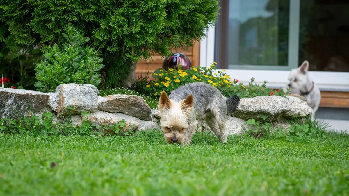 Neomycin Powder for Dogs: Uses, Dosing, and Cautions