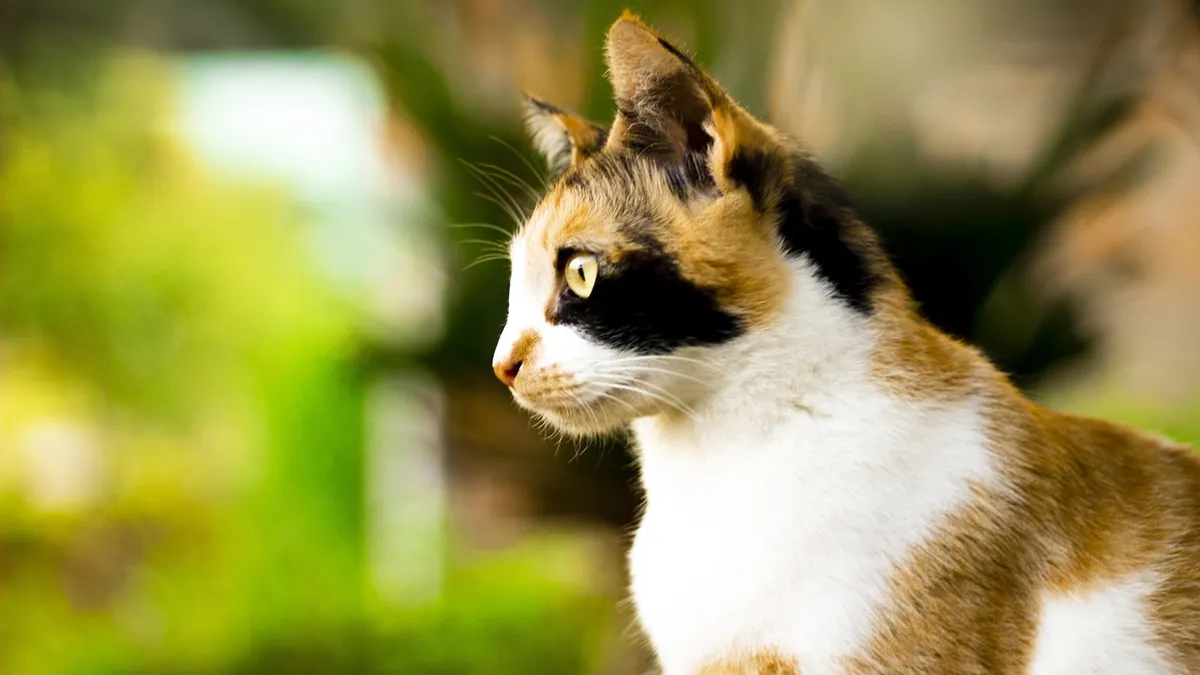 Neomycin Side Effects in Cats: What to Watch For