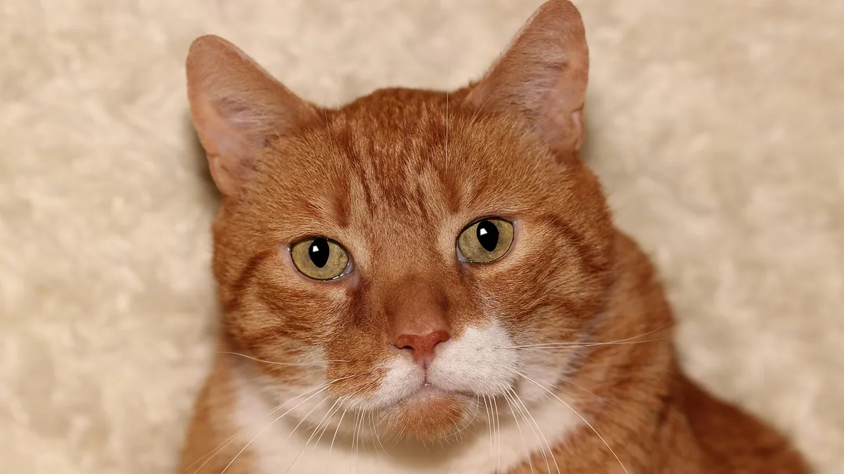 Neomycin Sulfate for Cats: Oral Dosage and Safety