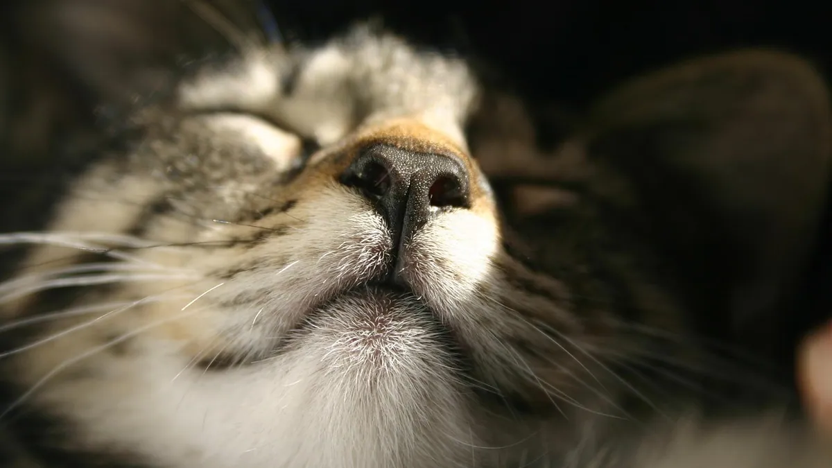 Neosporin for Cats' Ears and Nose: Is It Safe?