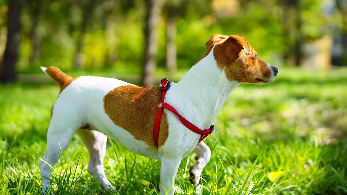 Neosporin for Dog Hot Spots: Safe or Not?