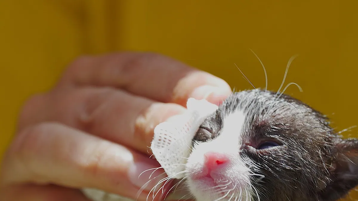 Neosporin for Cats: Wounds, Bites, Eyes, and Acne