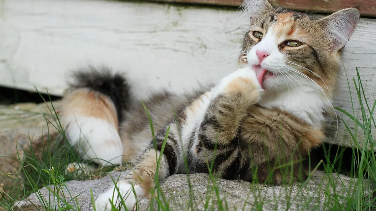 Is Neosporin Safe for Cats to Lick?