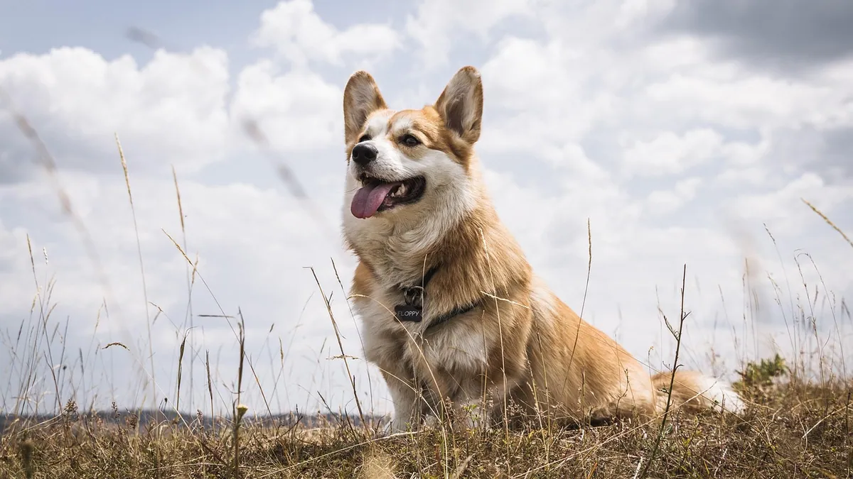 NexGard and Heartgard Without a Vet Prescription