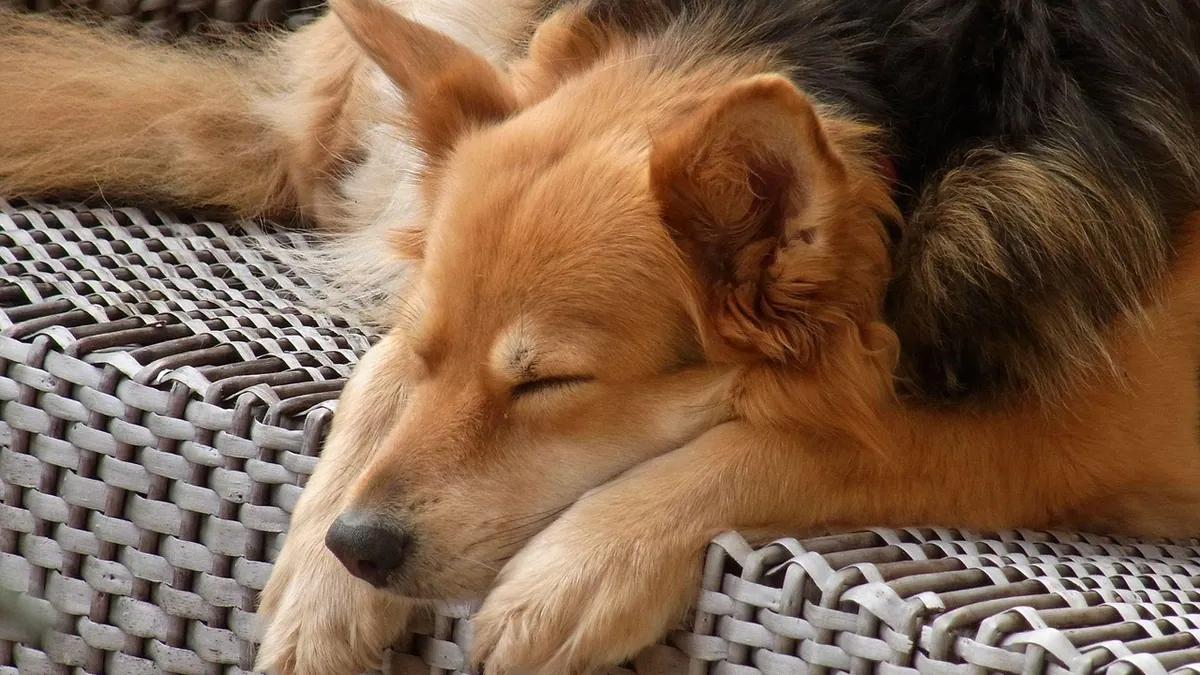 Normal Dog Breathing Rate: How to Count and Interpret