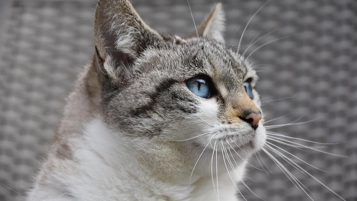 Normal vs Abnormal Cat Poop: A Visual Guide for Owners