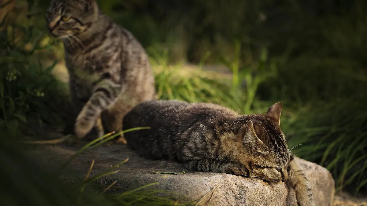 Novox (Carprofen) for Cats: Is It Safe?