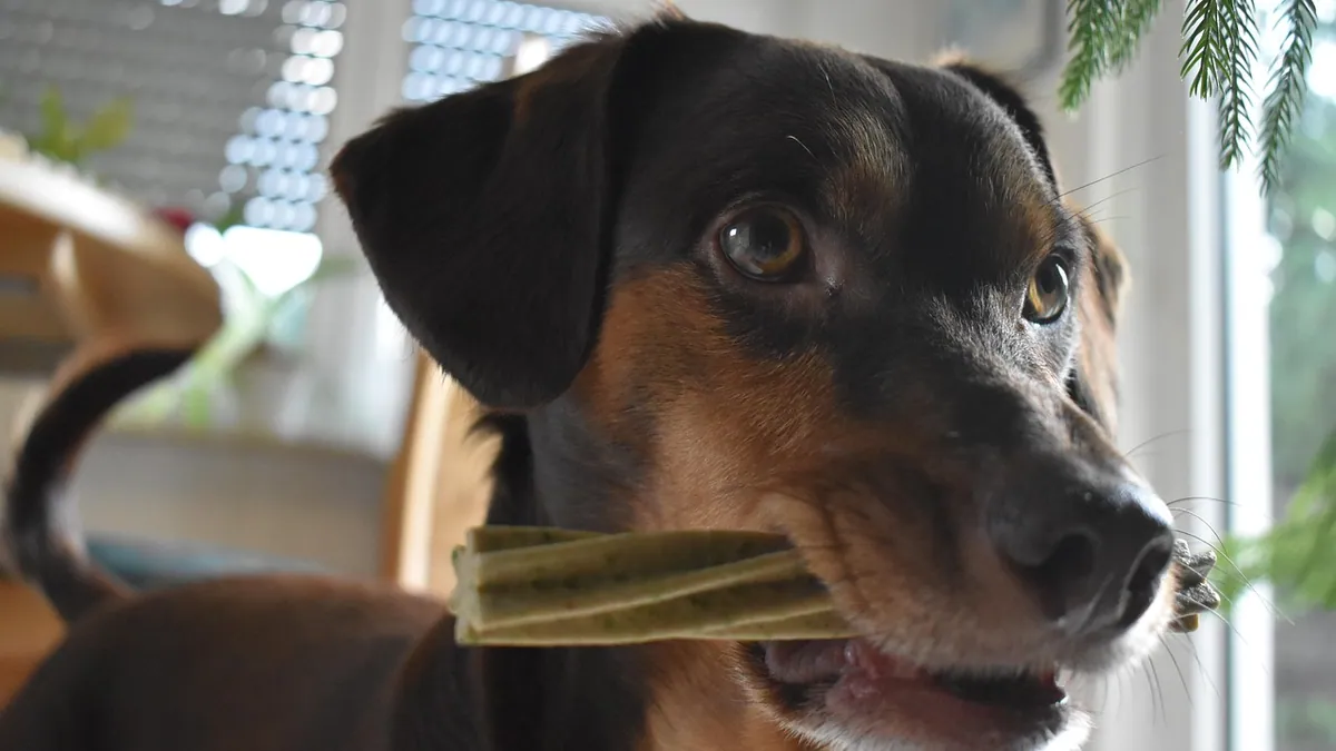 Are Nylon Bones Safe for Dogs to Eat?