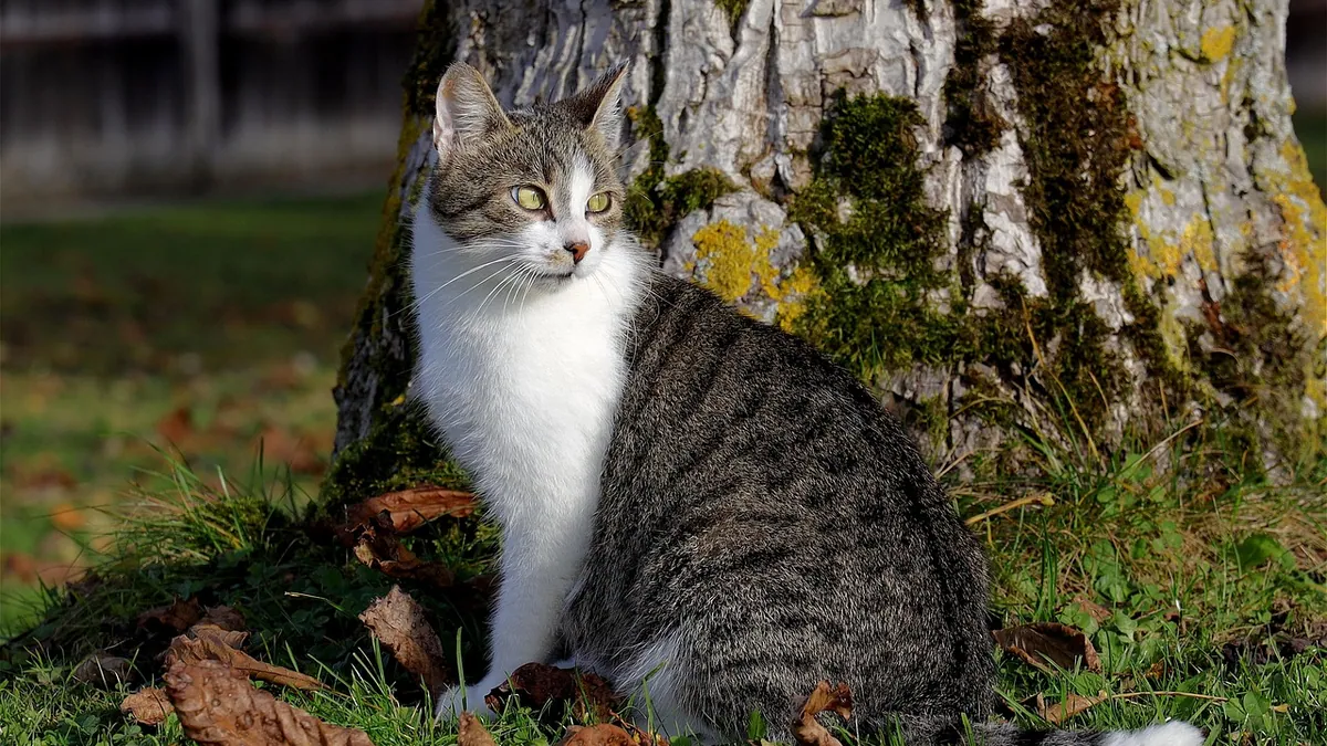 Are Oak Leaves Toxic to Cats? Acorns, Leaves, and Trees