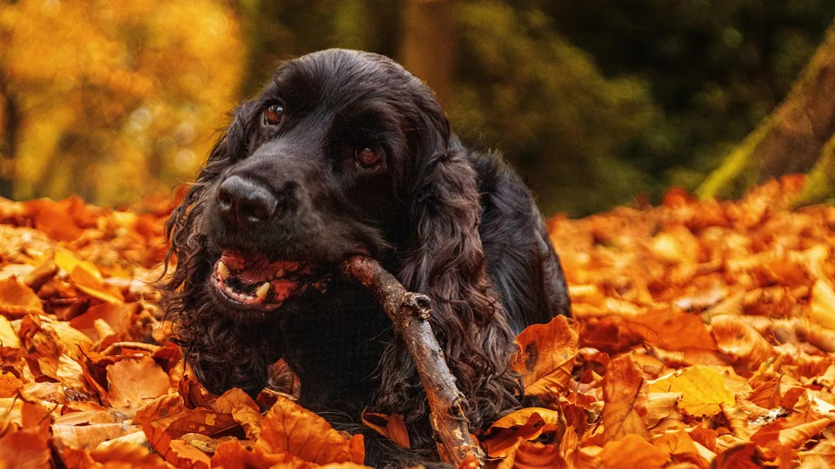 Are Oak Leaves Toxic to Dogs?