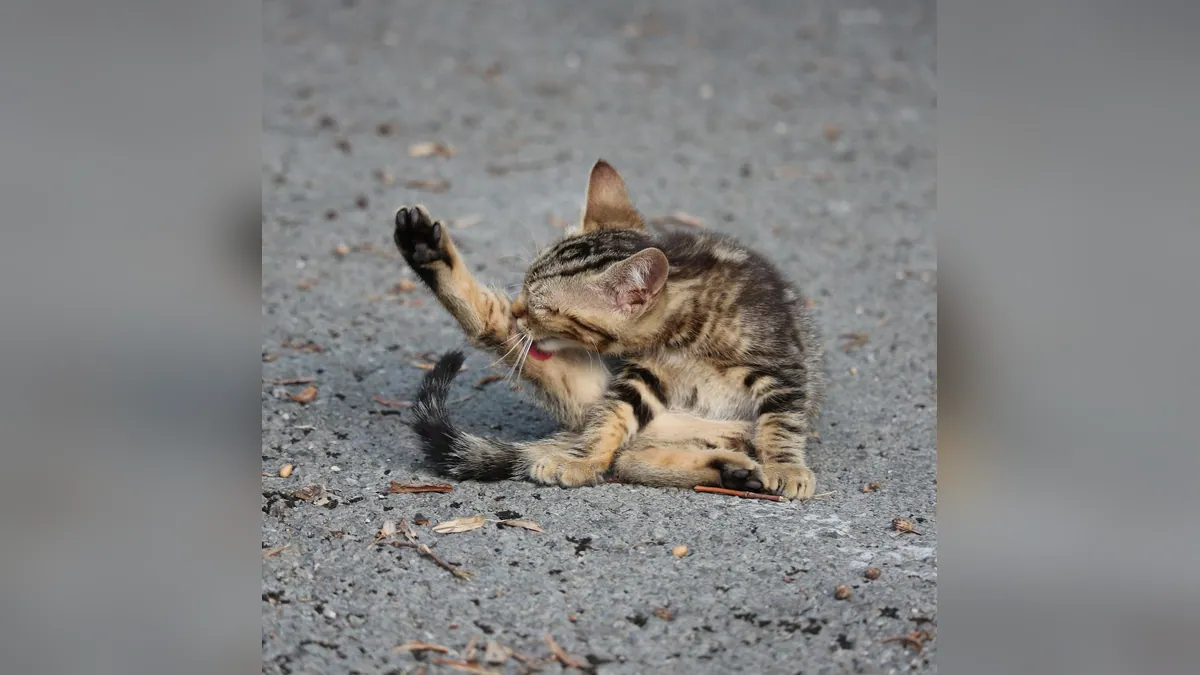 Oclacitinib (Apoquel) for Cats: Dosing and Safety