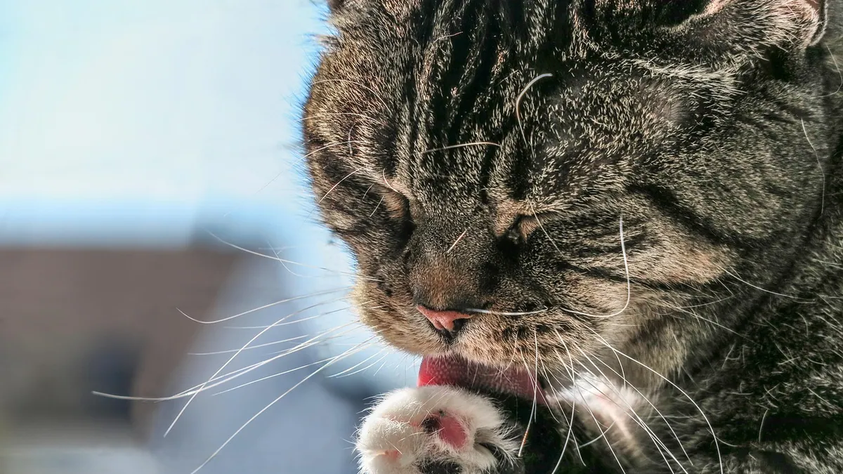 Is Odoban Eucalyptus Toxic to Cats? Cleaner Safety