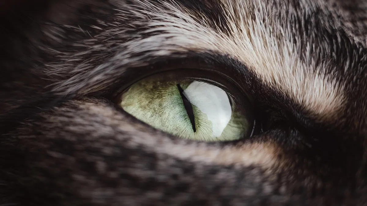 Ofloxacin for Cats: Eye and Ear Uses and Side Effects