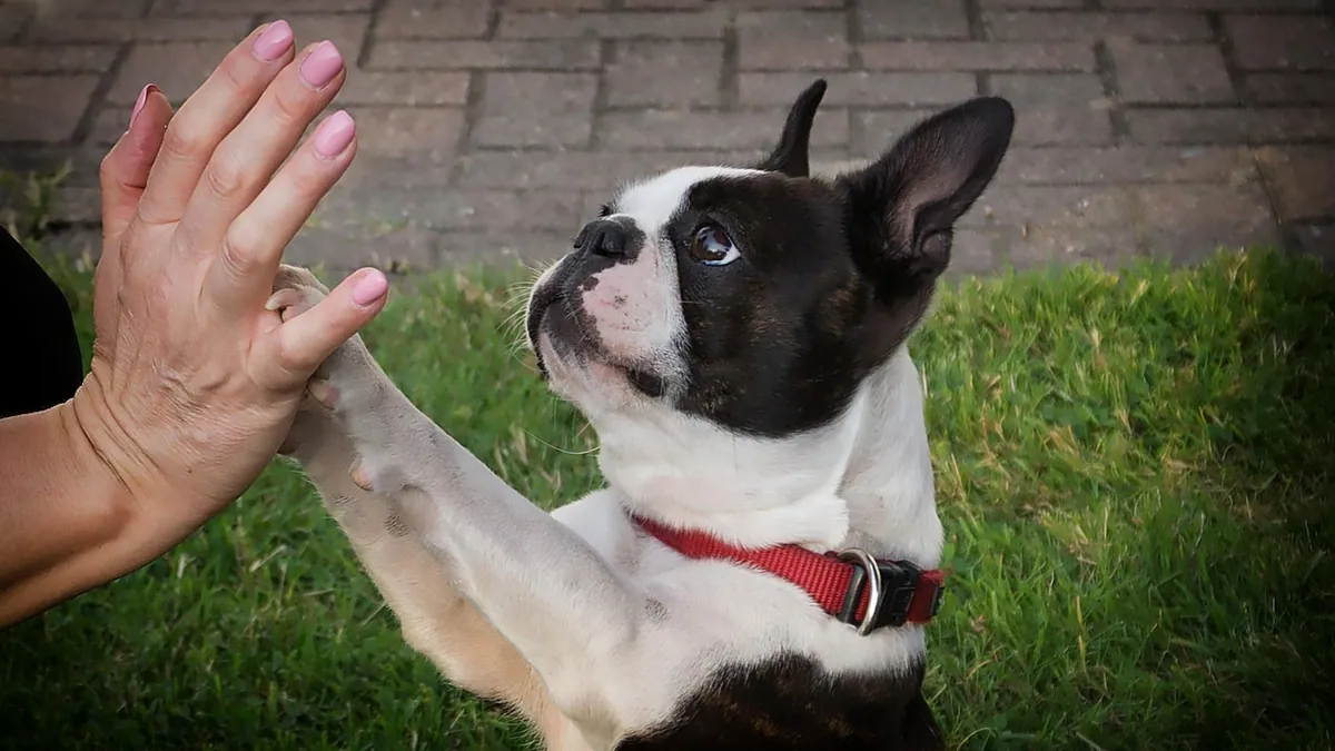 Ofloxacin for Dogs: Uses, Side Effects, and Diarrhea