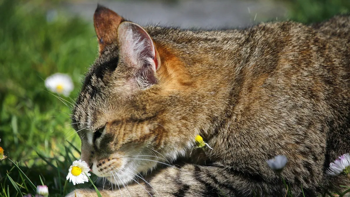 Is Oleander Poisonous to Cats? Cardiac Toxicity Signs