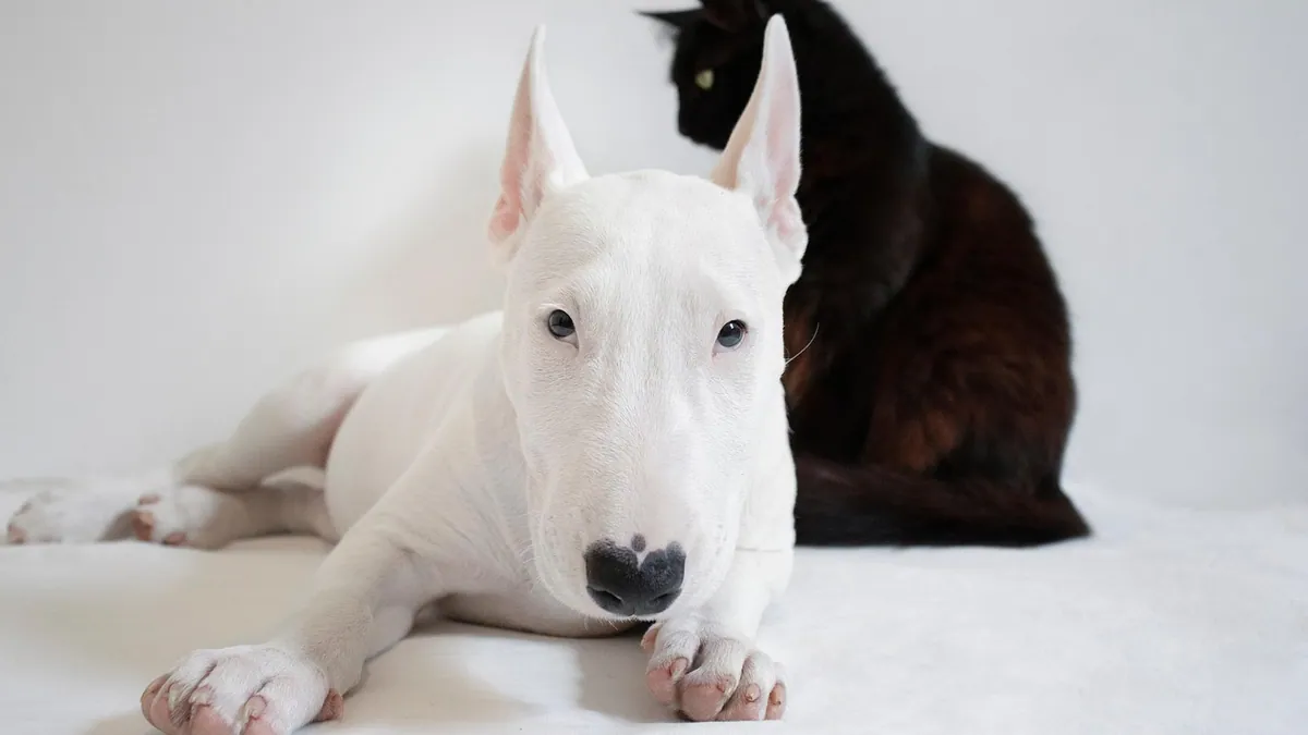Is Oleander Toxic to Dogs and Cats? A Deadly Plant