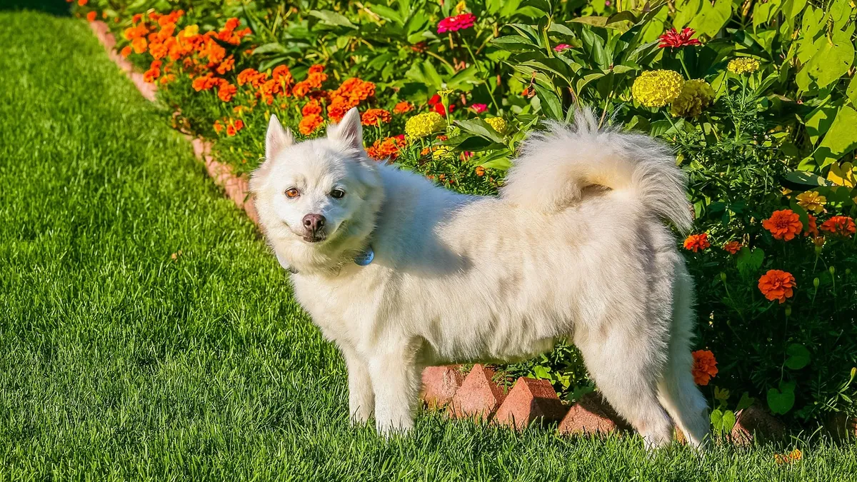 Is Oleander Toxic to Dogs? Signs and What to Do