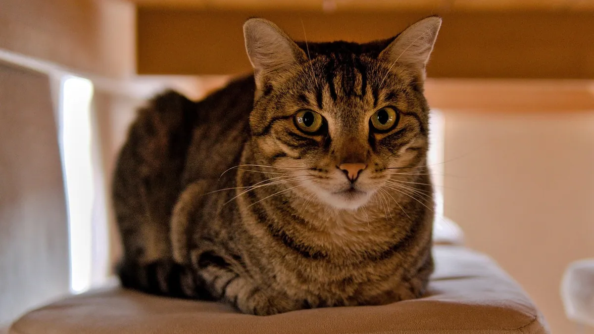 Omeprazole for Cats: Side Effects and OTC Safety
