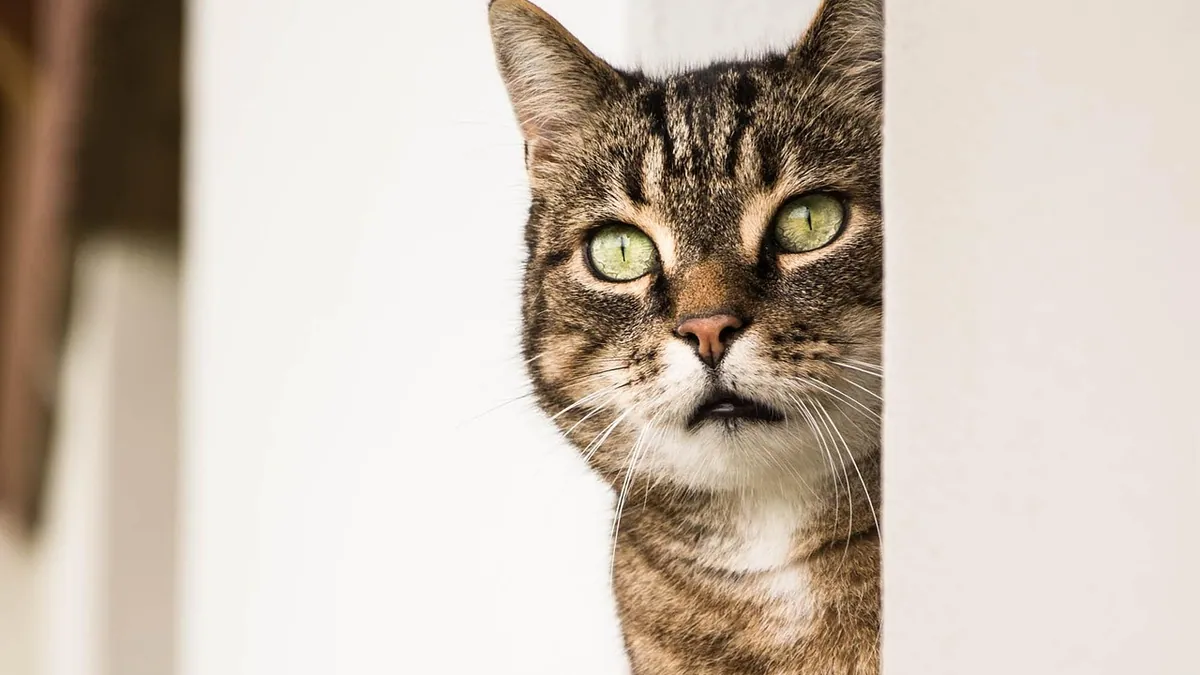 Omeprazole for Cats: Uses, Kidney Disease, and Surgery