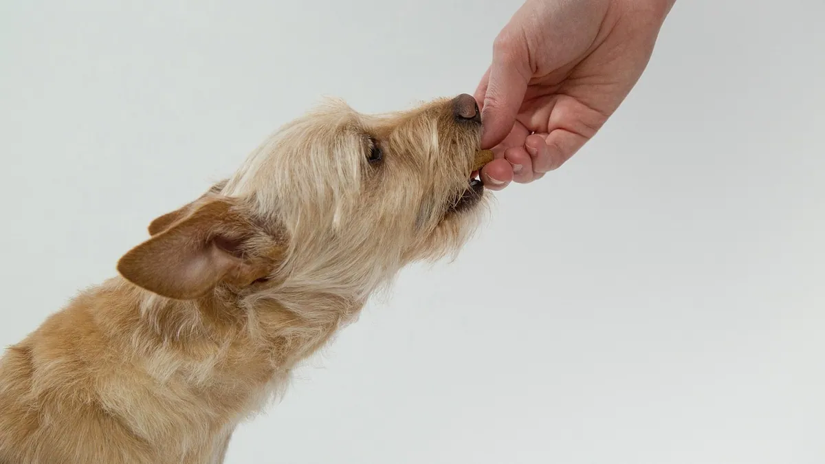 Omeprazole for Dogs: Dosage and Timing