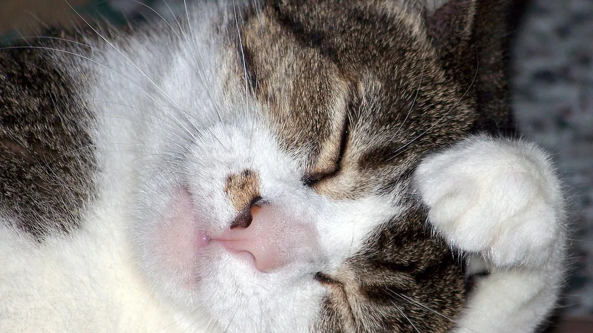 Ondansetron for Cats: Side Effects and Safety