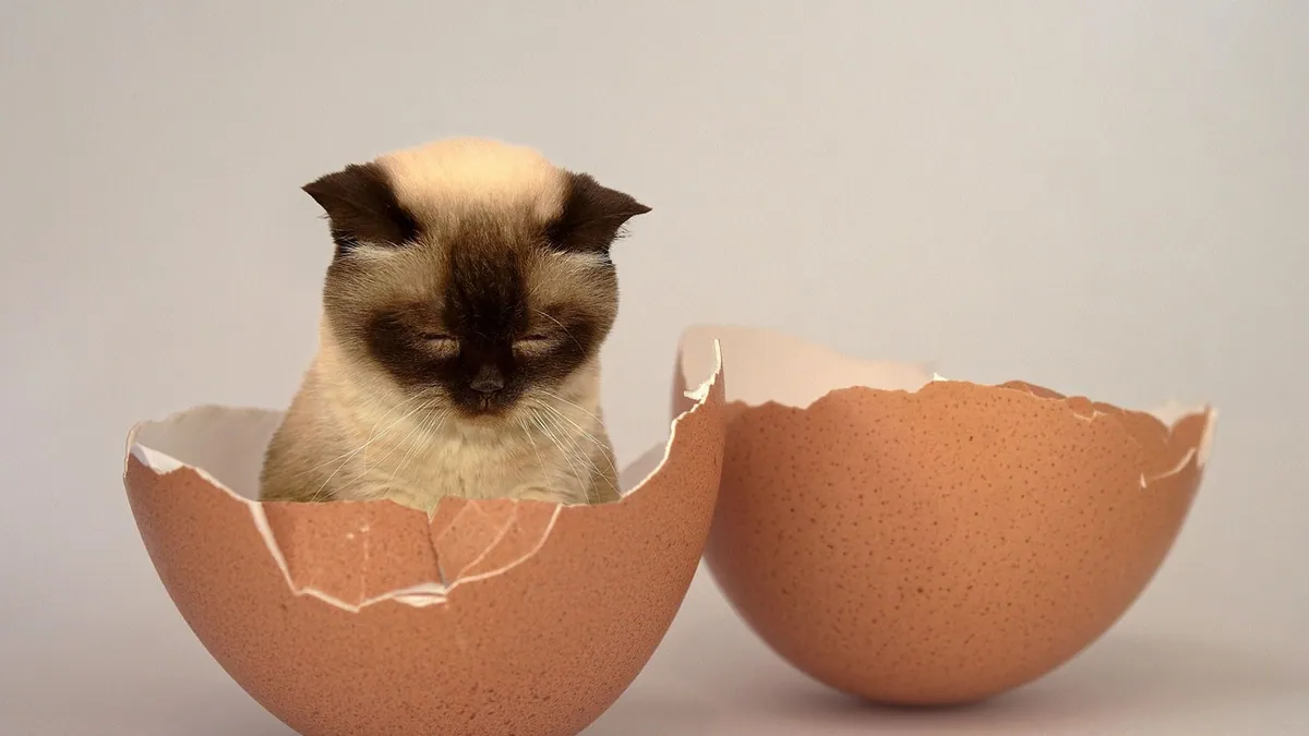 Is Onion Powder Toxic to Cats? How Much Is Dangerous