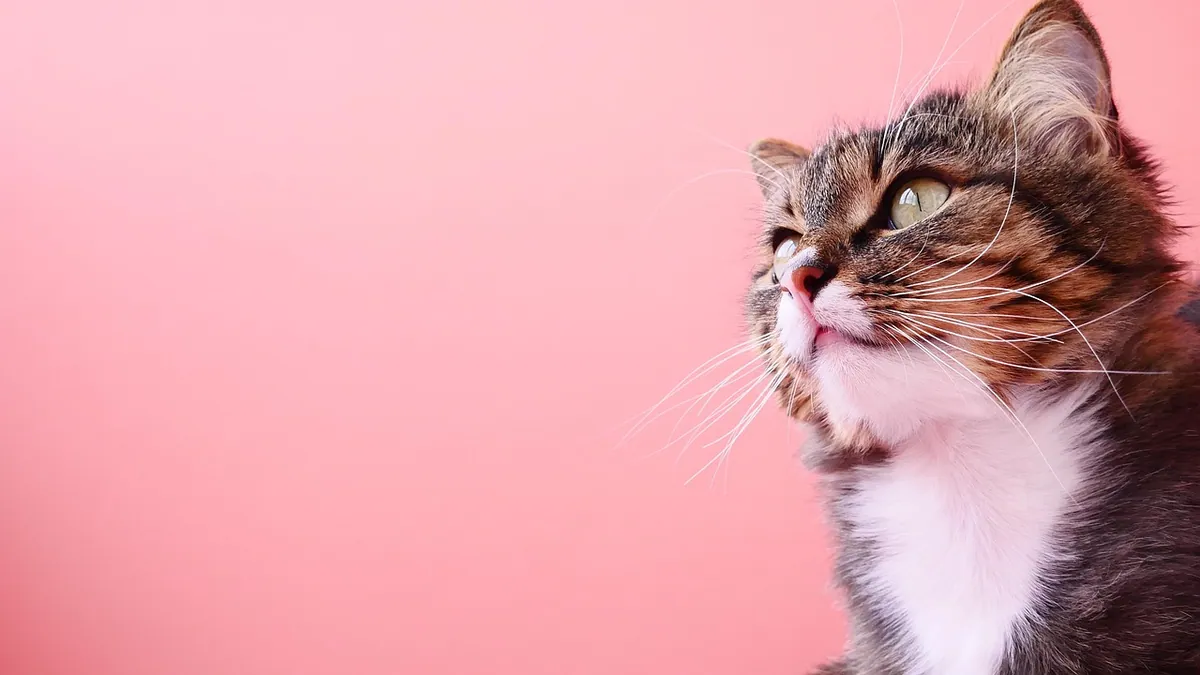 Optimmune for Cats: Side Effects and Safe Use