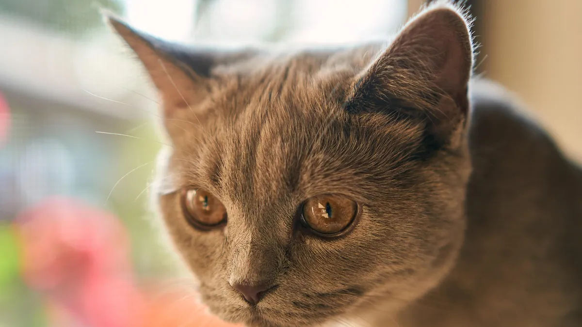 Oral Dexmedetomidine for Cats: Uses and Safety