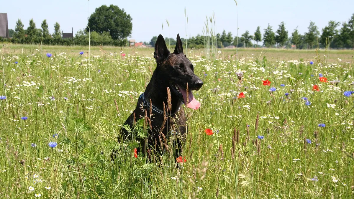 Are Orange Day Lilies Toxic to Dogs?