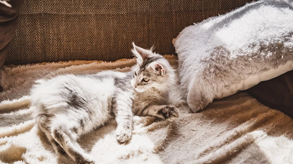 Is Orange Essential Oil Toxic to Cats? Diffuser and Skin Risks