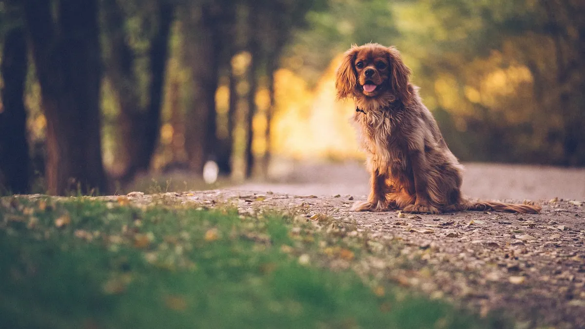 Is Orchid Cactus Toxic to Dogs? Christmas Cactus Safety