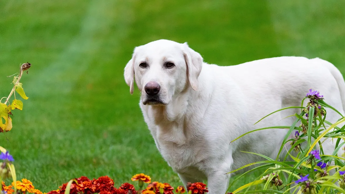 Are Orchids Toxic to Dogs? Petals, Bark, and Roots