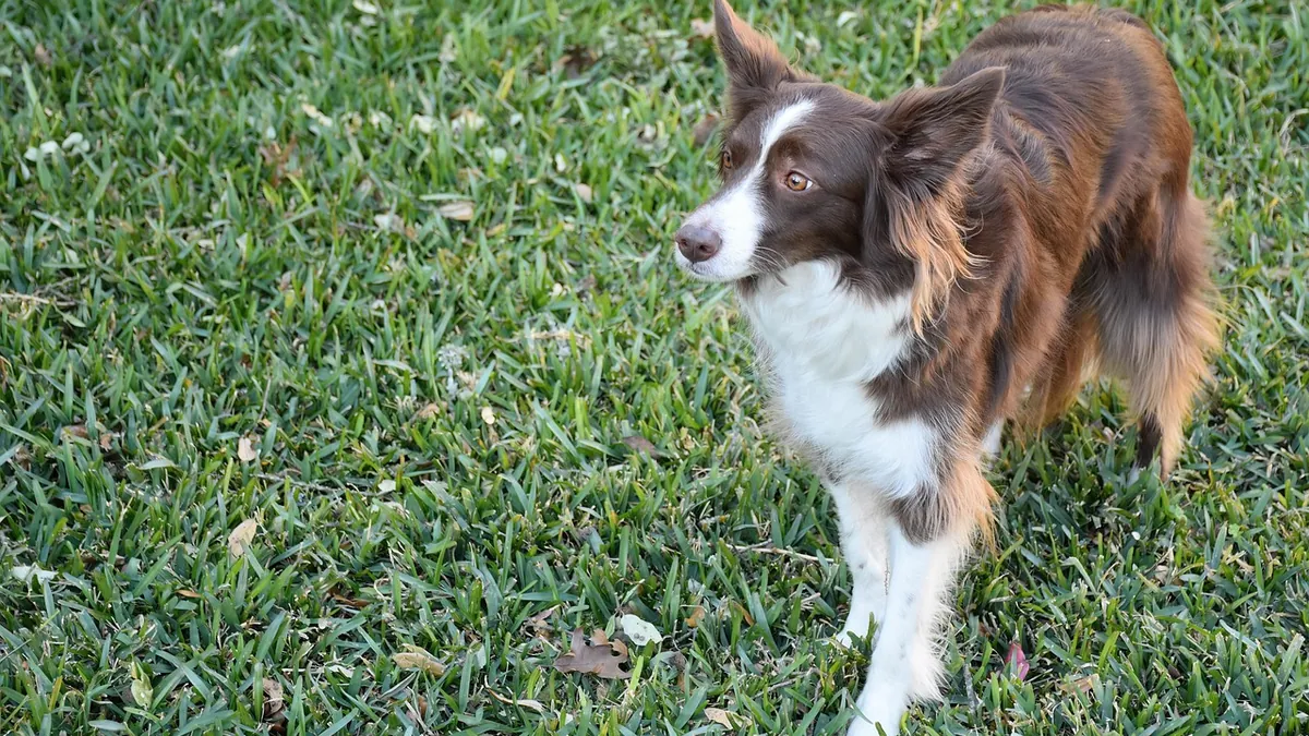 Is Ortho Weed Killer Toxic to Dogs? Lawn Chemical Risk