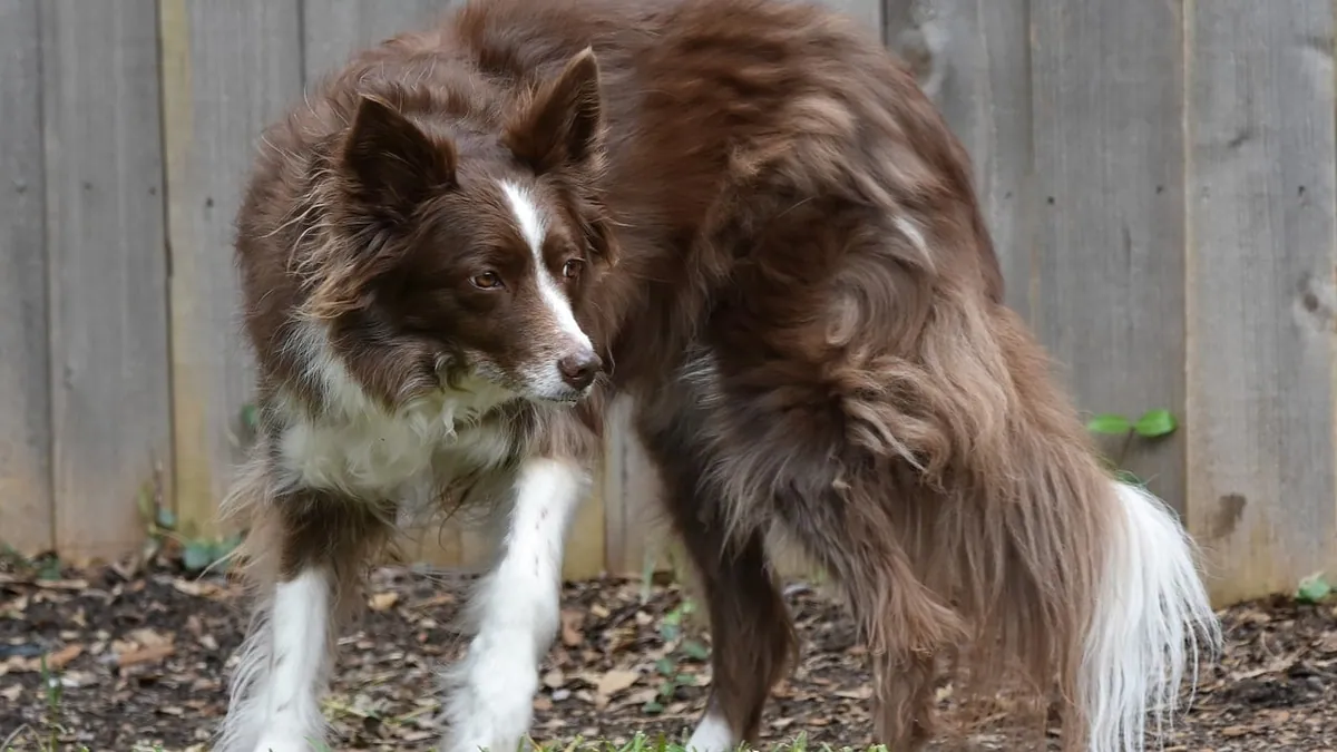 Is Ostrich Fern Toxic to Dogs? Fiddlehead Safety