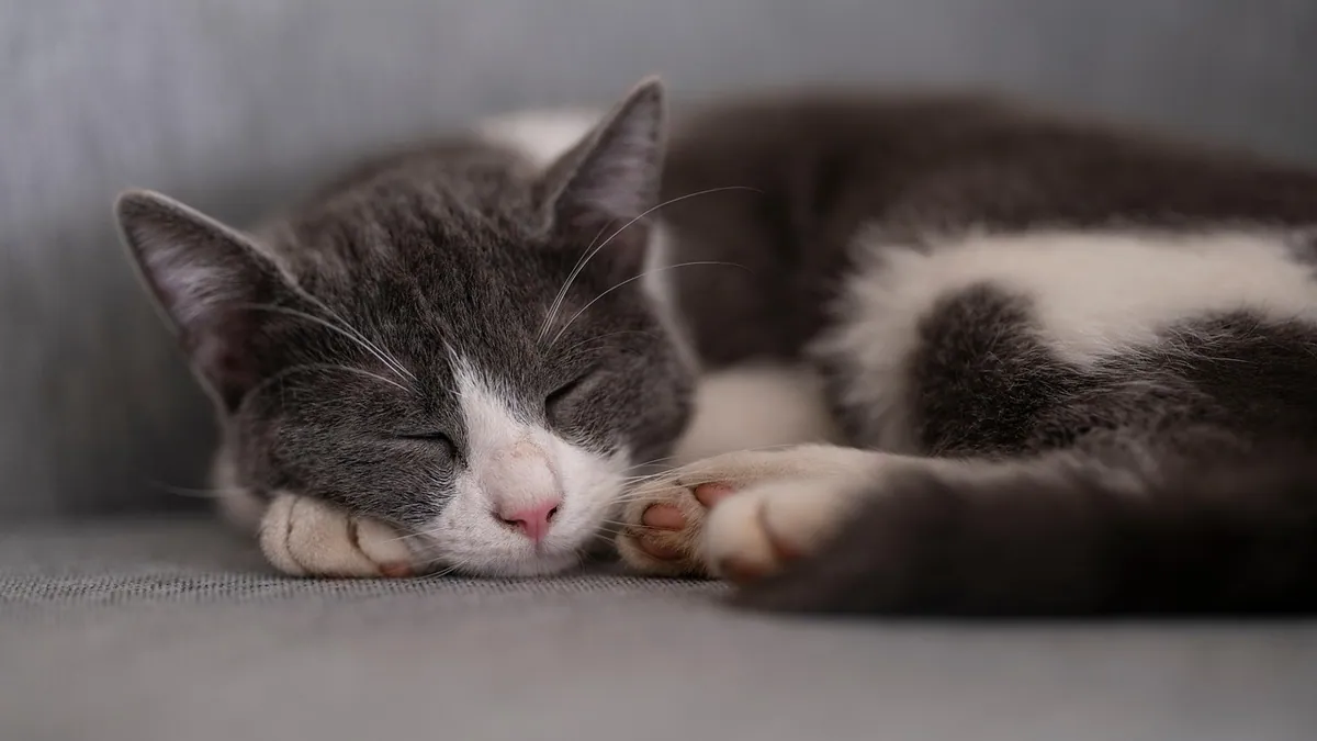 Over-the-Counter Pain Relief for Cats: What's Safe