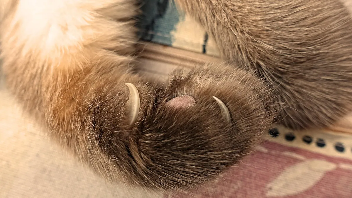 Overgrown Claws in Cats: How to Treat and Fix