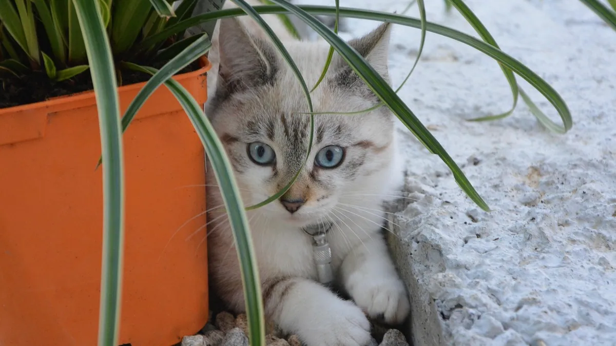Is a Pachira Money Tree Toxic to Cats? Braided Plant Safety