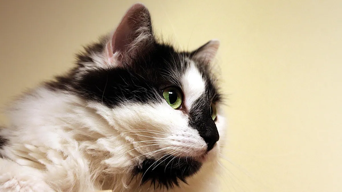 Painless Lump on a Cat's Head or Jaw: Causes