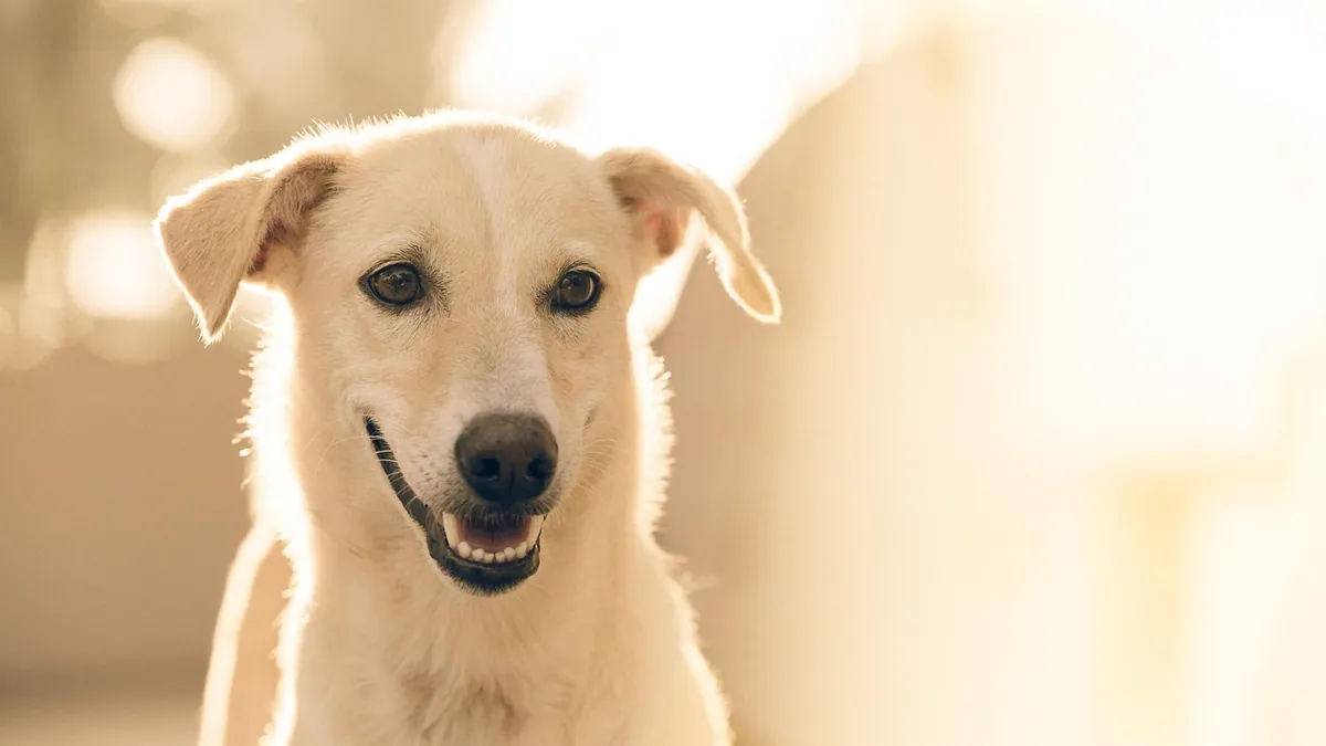 Panacur for Dogs: Dosage, Side Effects, and Where to Buy