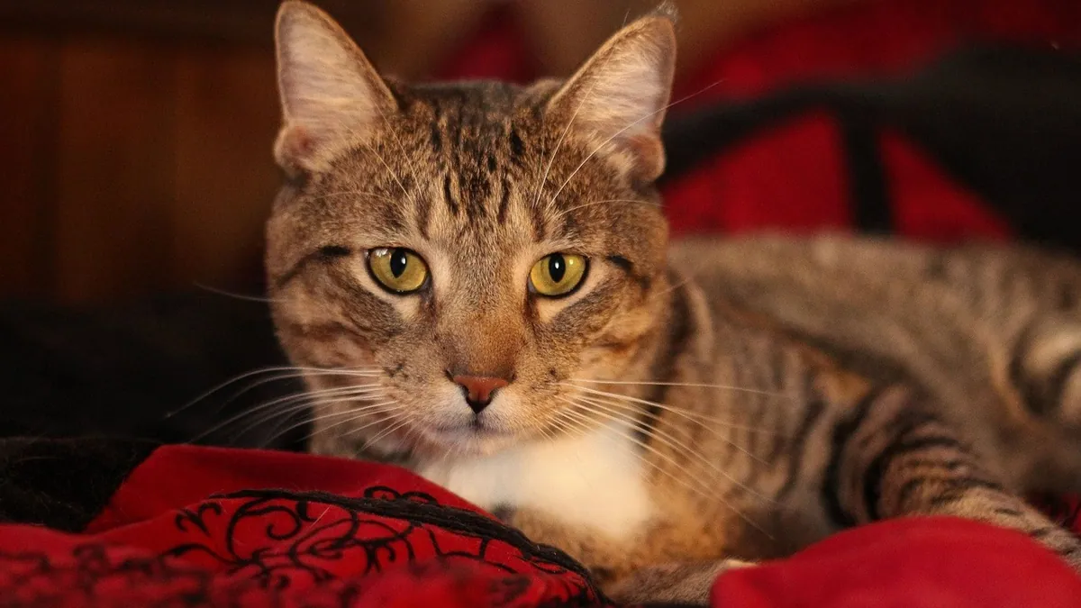 Pancreatitis in Cats: Curable, Fatal, and Euthanasia