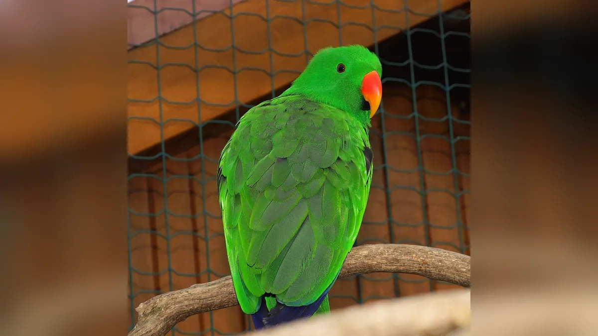 Why Does My Parrot Smell Bad? Causes and What to Do