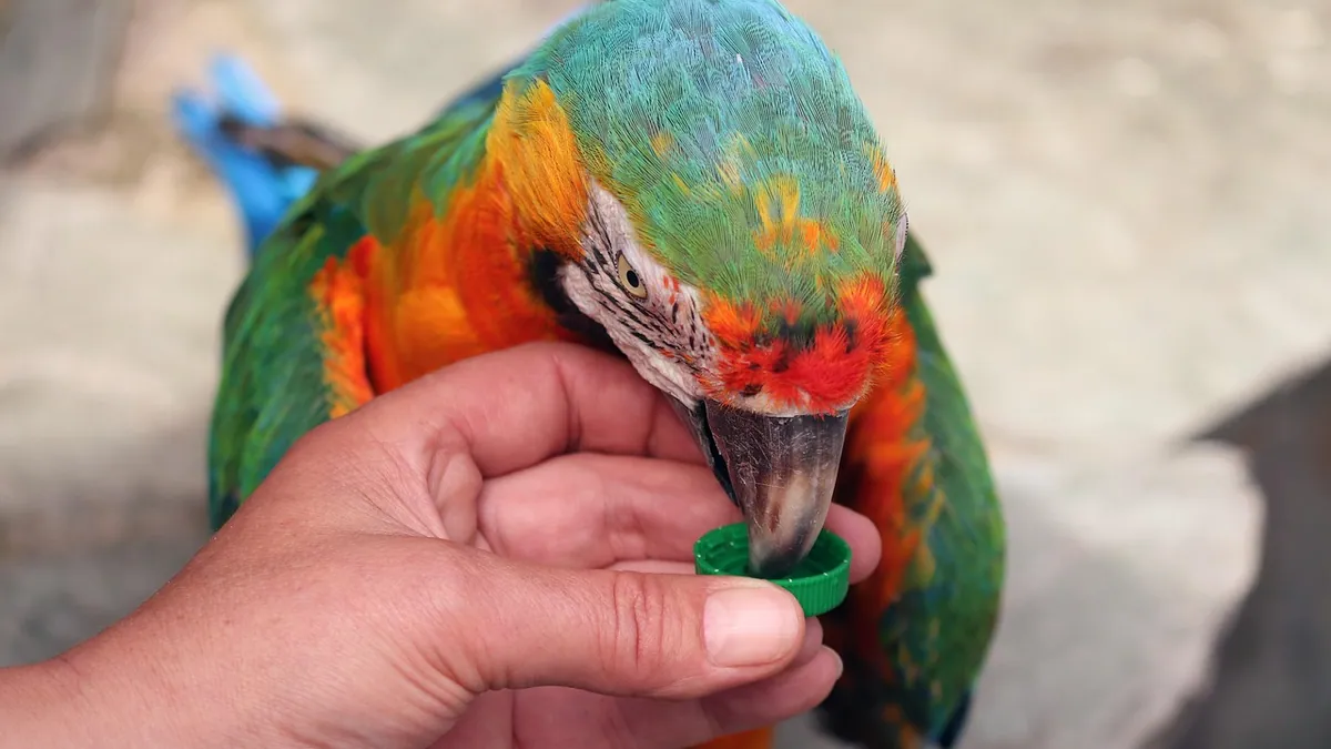 My Parrot Is Bleeding: First Aid and When to Call the Vet